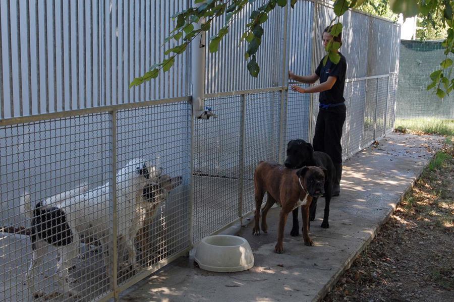 Modena, rinnovata la convenzione per il canile: in arrivo oltre 320mila euro all’anno