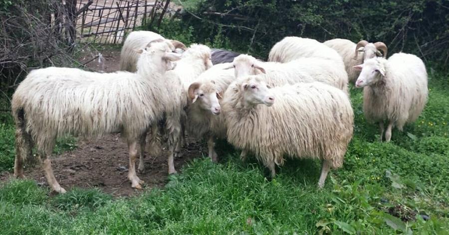 Blu tongue, vertice a Olbia dopo i casi nel nord Sardegna