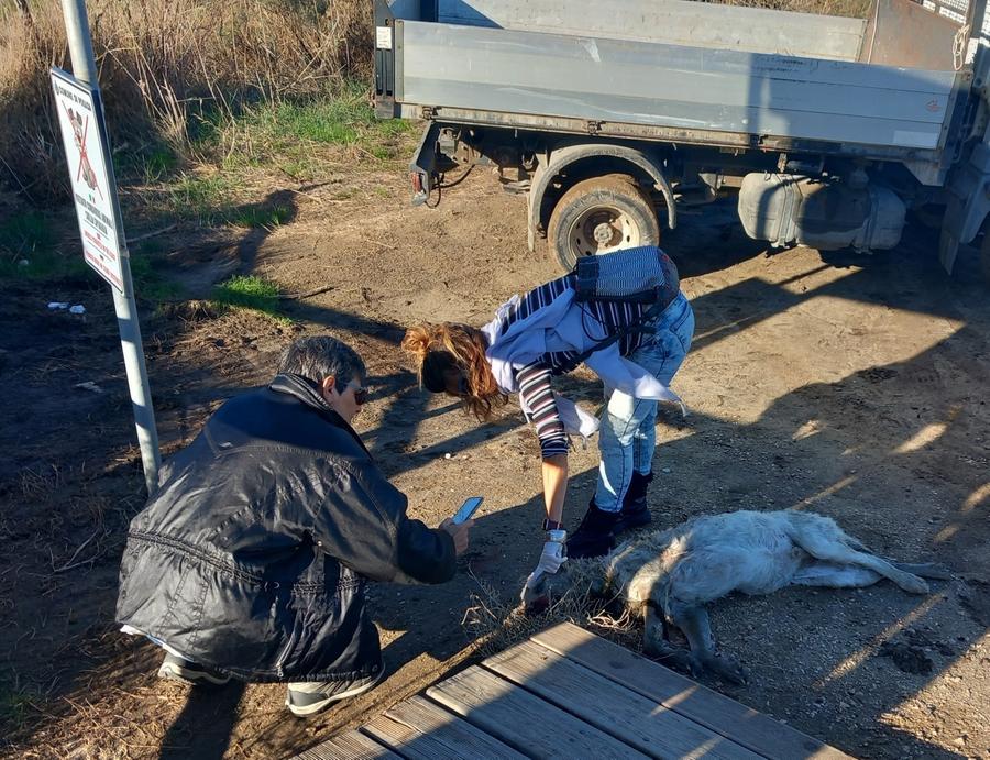 
	Il cane ucciso a fucilate e recuperato a Posada

