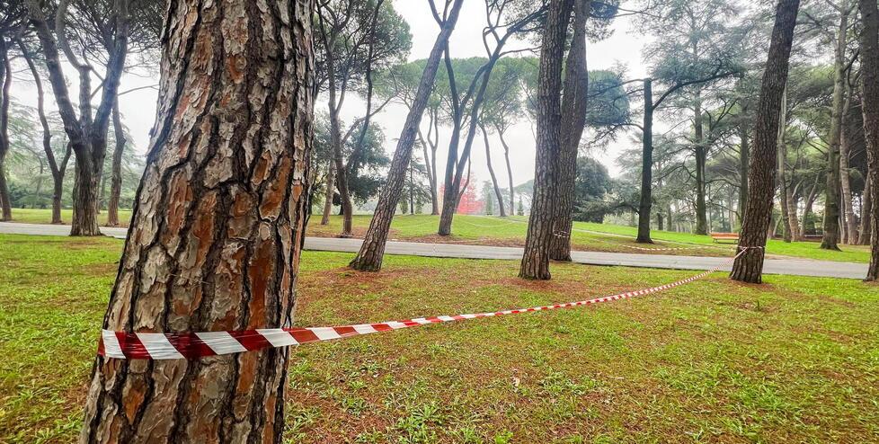 Una porzione di pineta che è stata delimitata con le fettucce (foto Nucci)