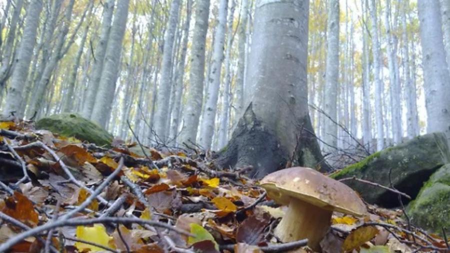 «Aiuto, ci siamo persi nel bosco». Salvati grazie ai cellulari tre fiorentini cercatori di funghi