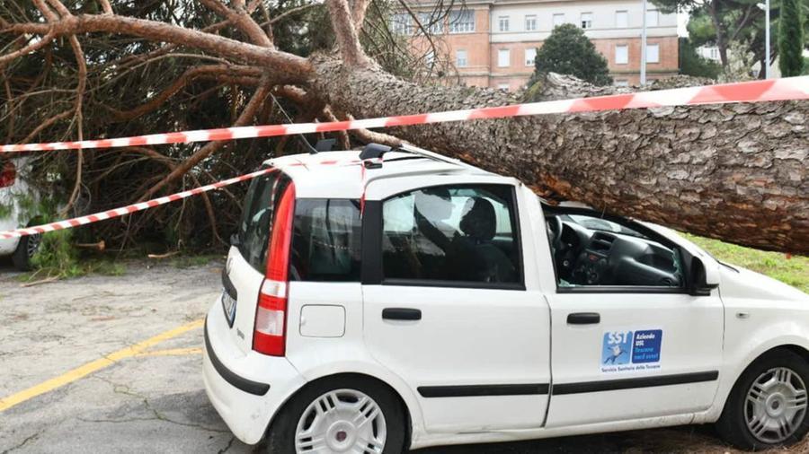Il pino crollato a Lucca
