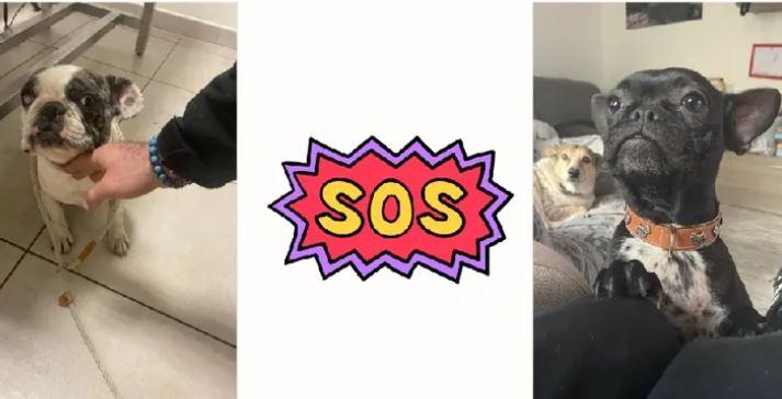 Argenta, una raccolta fondi per cinque cagnoline