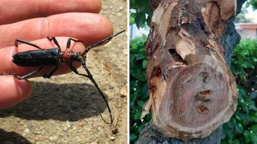 
	L'insetto nemico dell'ambiente e a destra i danni agli alberi&nbsp;

