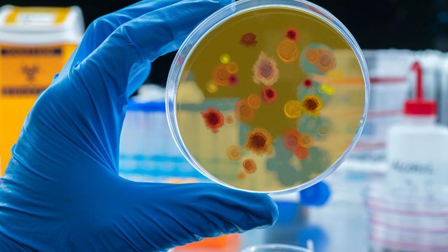 Dengue, una donna morta a Fucecchio