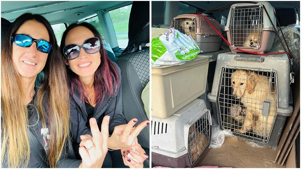 Denise Burtone e Michela Bertolozzi e i cani che i volontari dell’associazione Nati Liberi ha portato in Versilia dopo un viaggio lungo 1.200 chilometri per andare e tornare da Caserta