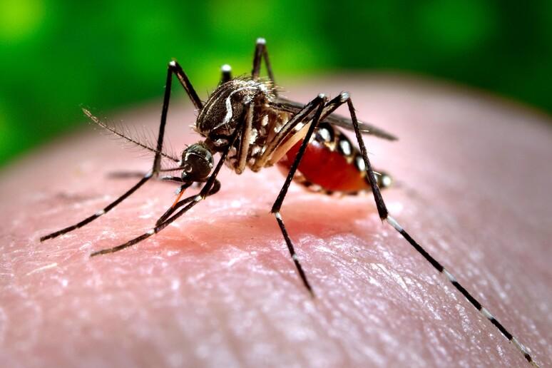 Pisa, un caso di Dengue all’ospedale Santa Chiara: parte la disinfestazione