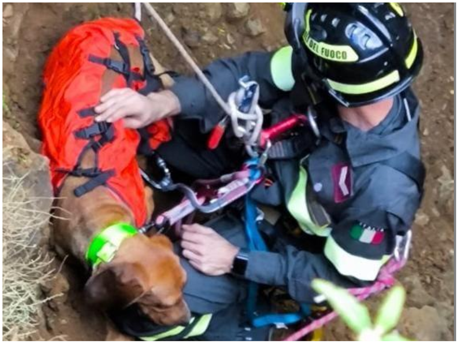 Cane caduto nel dirupo sui monti di Nuxis salvato dai vigili del fuoco