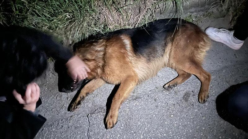 Rudolf in una foto postata da Greta Spinetti sulla pagina social di Animal Project Isola d’Elba