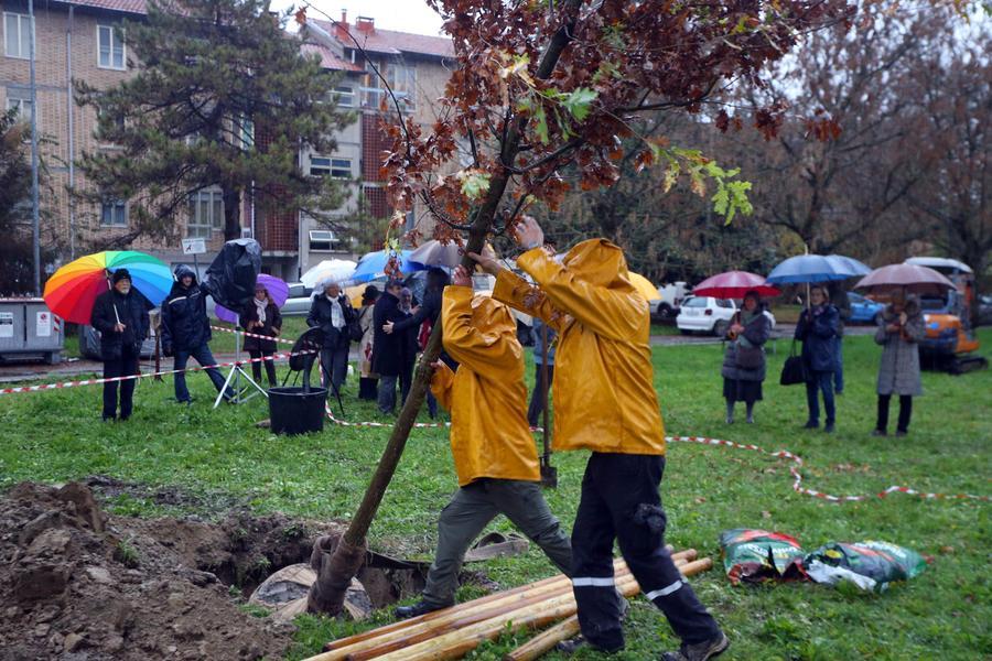Giornata nazionale degli Alberi, a Ferrara piante e arbusti per tutti