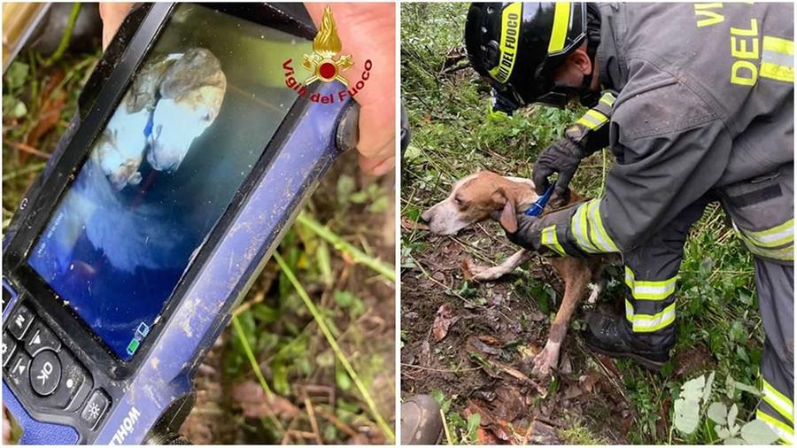 
	Il cane da cacia salvato dai vigili del fuoco

