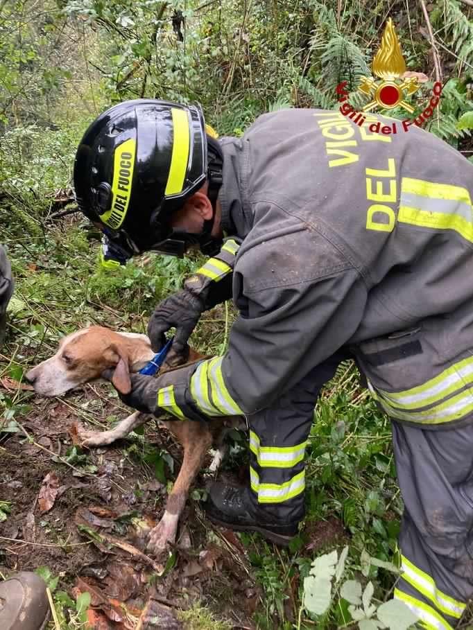 Bagni di Lucca, liberato cane incastrato in una tubazione