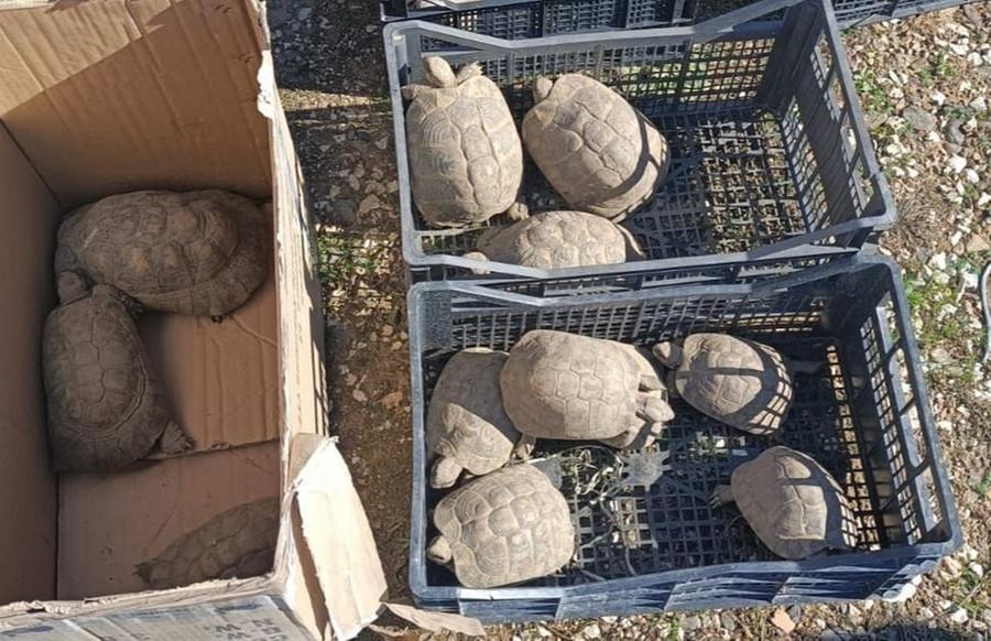 Maxi operazione antidroga, tra coca e hascisc trovate 28 tartarughe protette