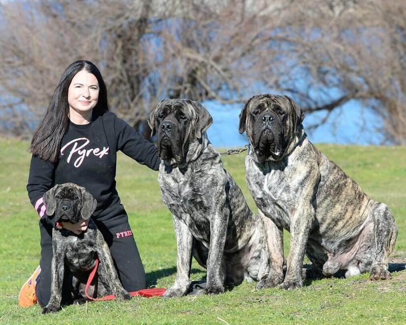 Claudia Lippi con alcuni esemplari di mastiff del suo allevamento Talia Althea