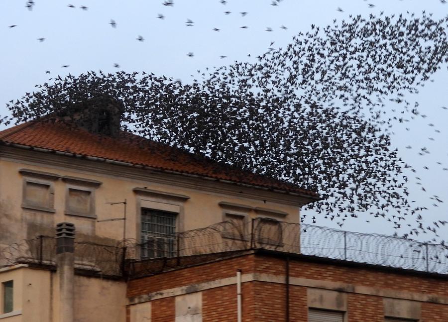 
	Una nuvola di storni sul palazzo dell'ex carcere di piazza Manno fotografata nelle scorse settimane

