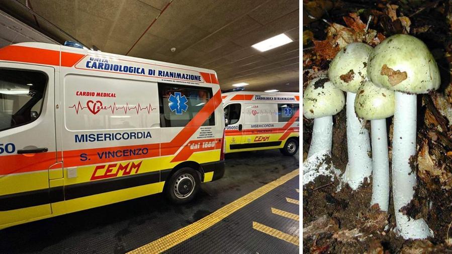 
	Le ambulanze della Misericordia di San Vincenzo che hanno trasferito i 5 pazienti ai centri di Livorno e Pisa e, a destra, esemplari di Amanita falloide: &egrave; uno dei funghi pi&ugrave; tossici in natura

