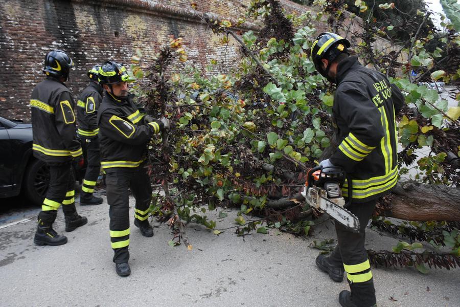 Grosseto: crolla un albero davanti alle scuole, traffico in tilt