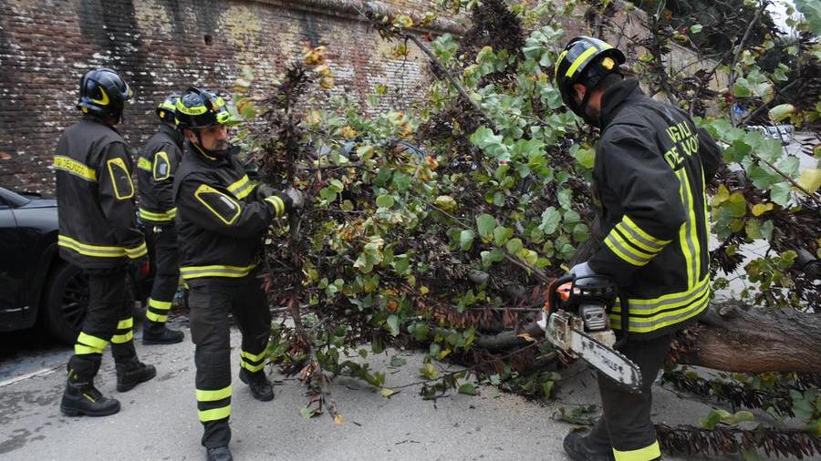 Grosseto: crolla un albero davanti alle scuole, traffico in tilt
