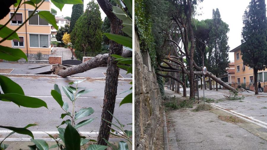 
	Uno dei pini caduti a Montecatini


