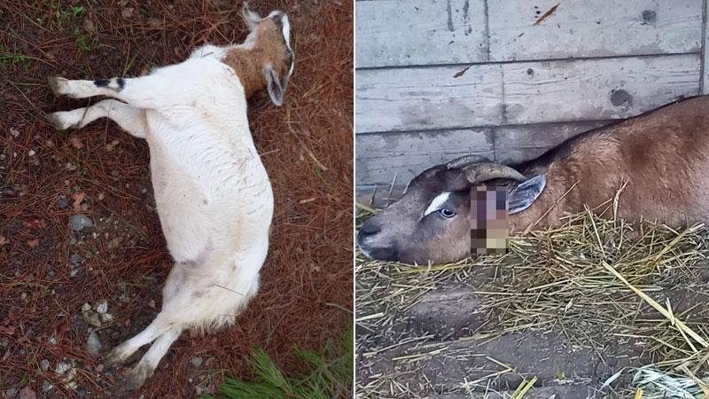 
	Una capretta morta e l&rsquo;altra ferita


