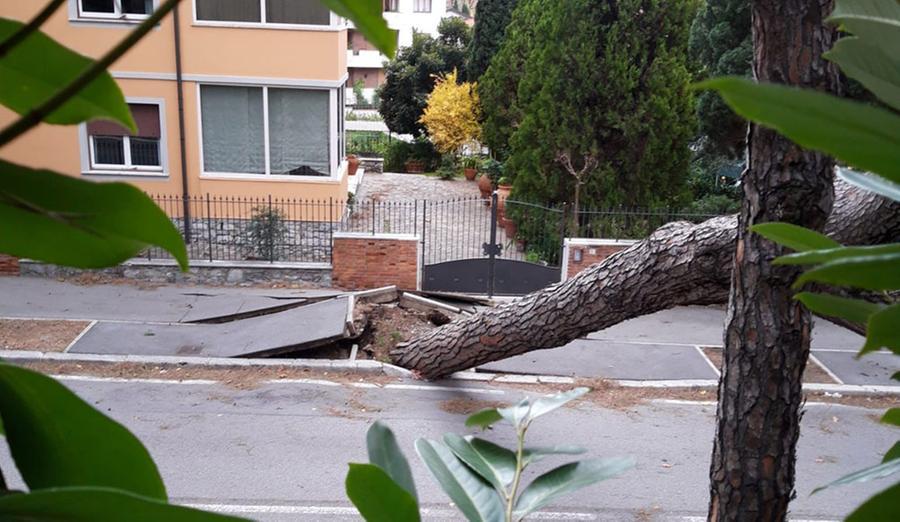 
	Montecatini: uno degli alberi caduti

