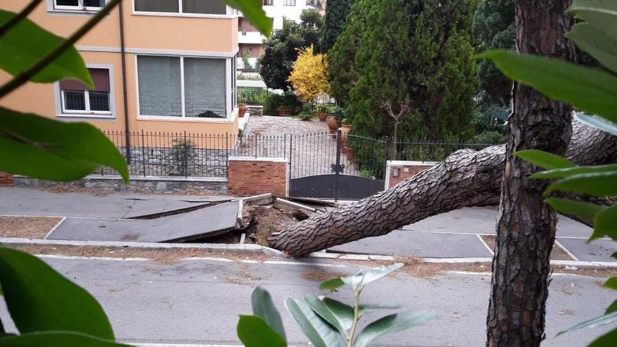 Montecatini: uno degli alberi caduti