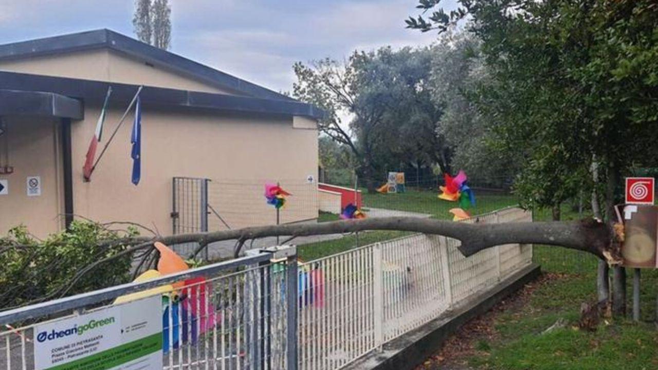 L'albero caduto sulla scuola materna a Pietrasanta