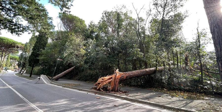 I pini caduti in viale Bustichini (foto Nucci)
