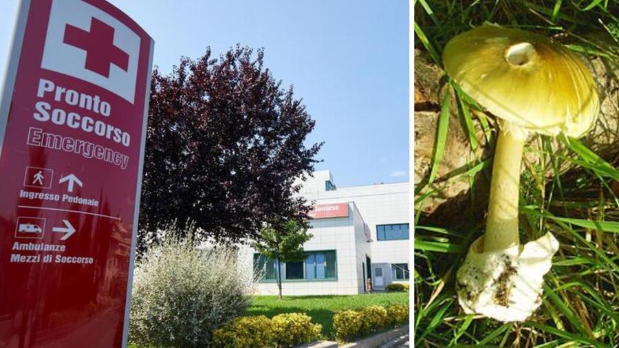 
	A destra un esemplare di Amanita falloide

