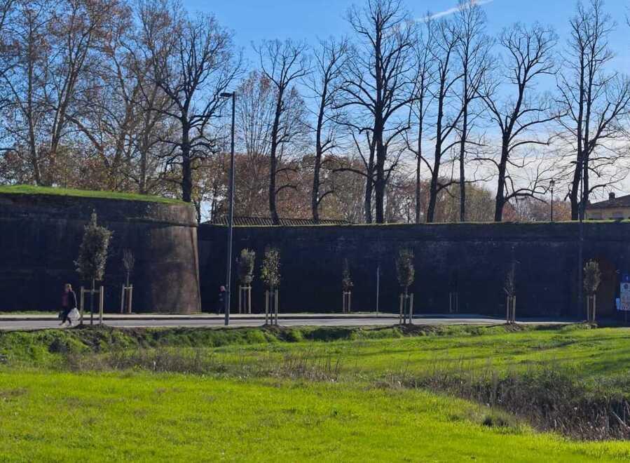 Lucca, oltre 200 alberi sulla circonvallazione<br>
