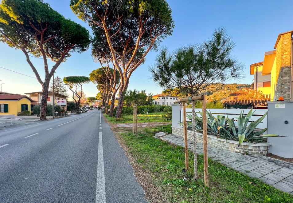 Buggiano, la Sovrintendenza impone ancora di piantare i pini