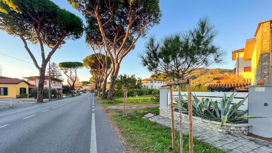 Buggiano, la Sovrintendenza impone ancora di piantare i pini