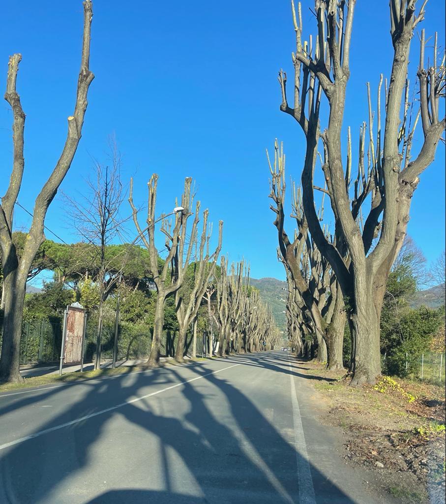 Pietrasanta, riaperto il viale Apua “potato” e c’è subito il primo incidente