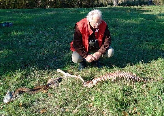 Lupi sbranano daina a Vezzano, preoccupazione tra gli abitanti