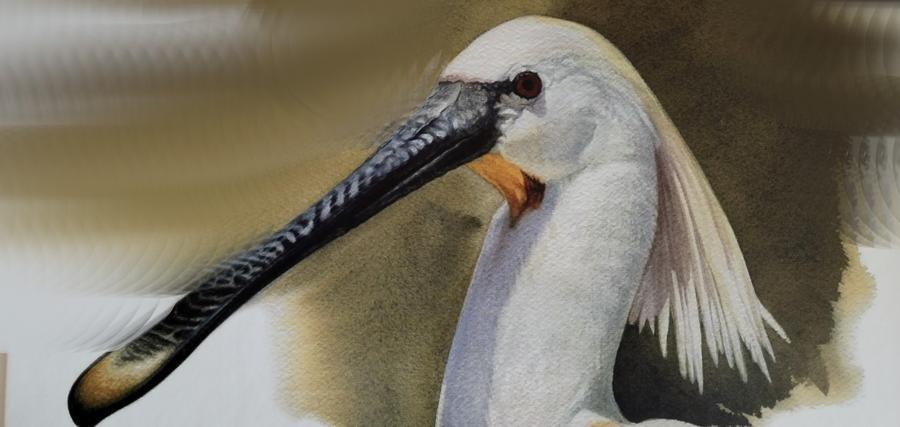 Ferrara, il Delta del Po nei disegni di Ambrogio