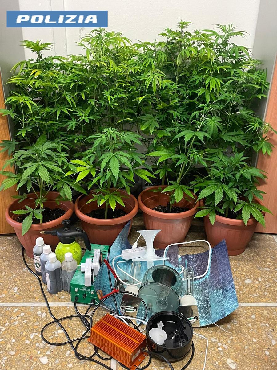 Tirrenia, otto piante di marijuana trovate nella villa disabitata
