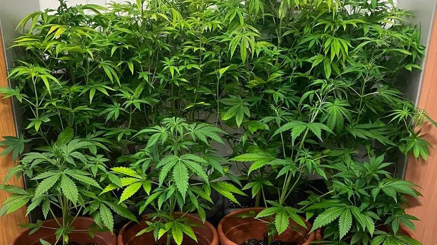 Tirrenia, otto piante di marijuana trovate nella villa disabitata