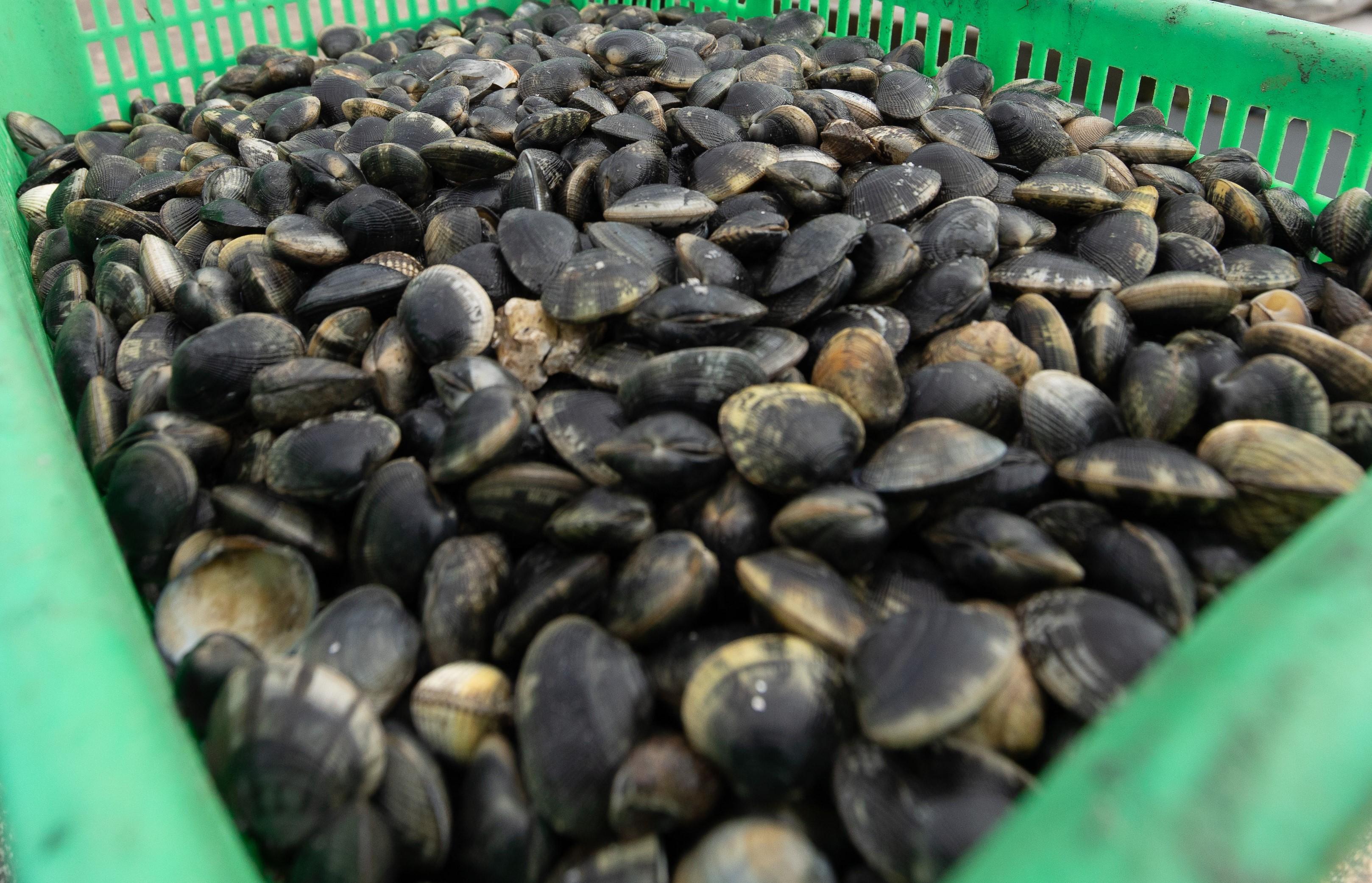 Porto Garibaldi. Nel furgone 21mila euro in contanti: «Abbiamo venduto vongole»