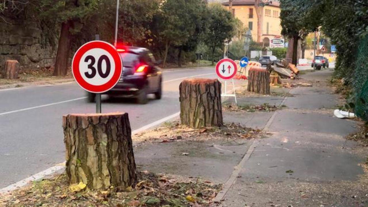 Gli alberi pericolanti tagliati a Montecatini