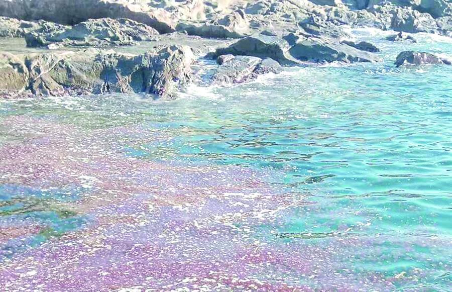 
	Il fiume di meduse a Calafuria


