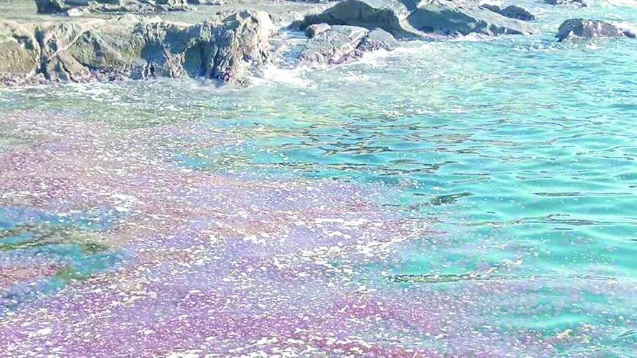 Il fiume di meduse a Calafuria