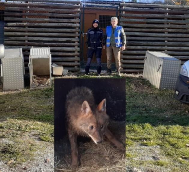 Cucciolo di sciacallo salvato dalla polizia in una vasca di letame