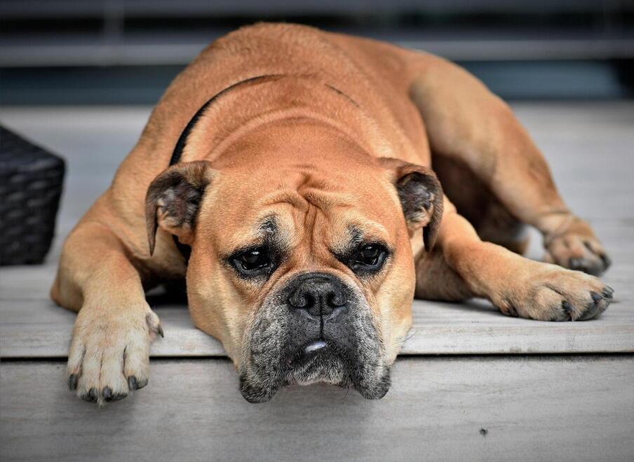 Pisa, arriva i master sul comportamento dei cani: ecco il corso che ti da la zampa<br>
