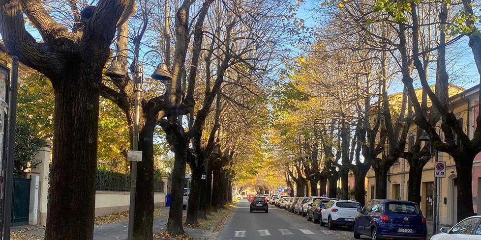 Ponsacco, addio ai tigli della Rimembranza: «Sono malati, vanno abbattuti»