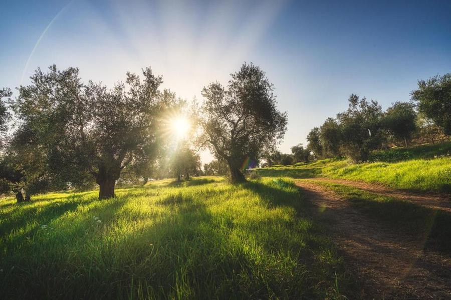 In Maremma la partita toscana dell’olivicoltura: investitori e stranieri scatenati