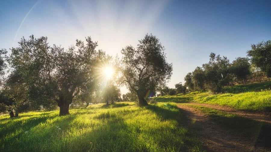 In Maremma la partita toscana dell’olivicoltura: investitori e stranieri scatenati