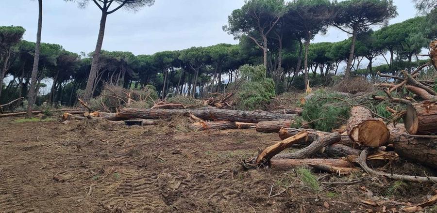 
	Viareggio: i tagli nella pineta


