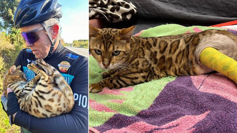 Il ciclista Franco Mencarelli mentre soccorre la gattina “bengala” travolta da un’auto, a fianco dopo l’intervento chirurgico