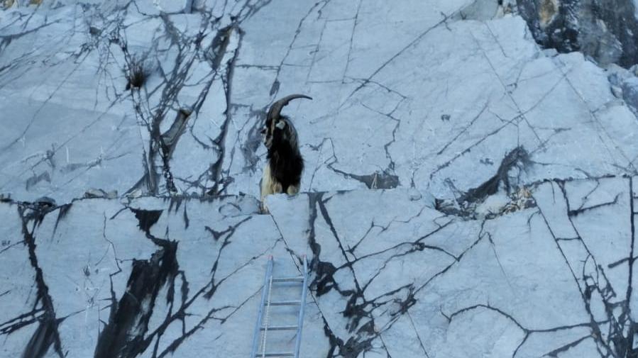 Carrara, messe in salvo le caprette e portate a Campocecina – Video