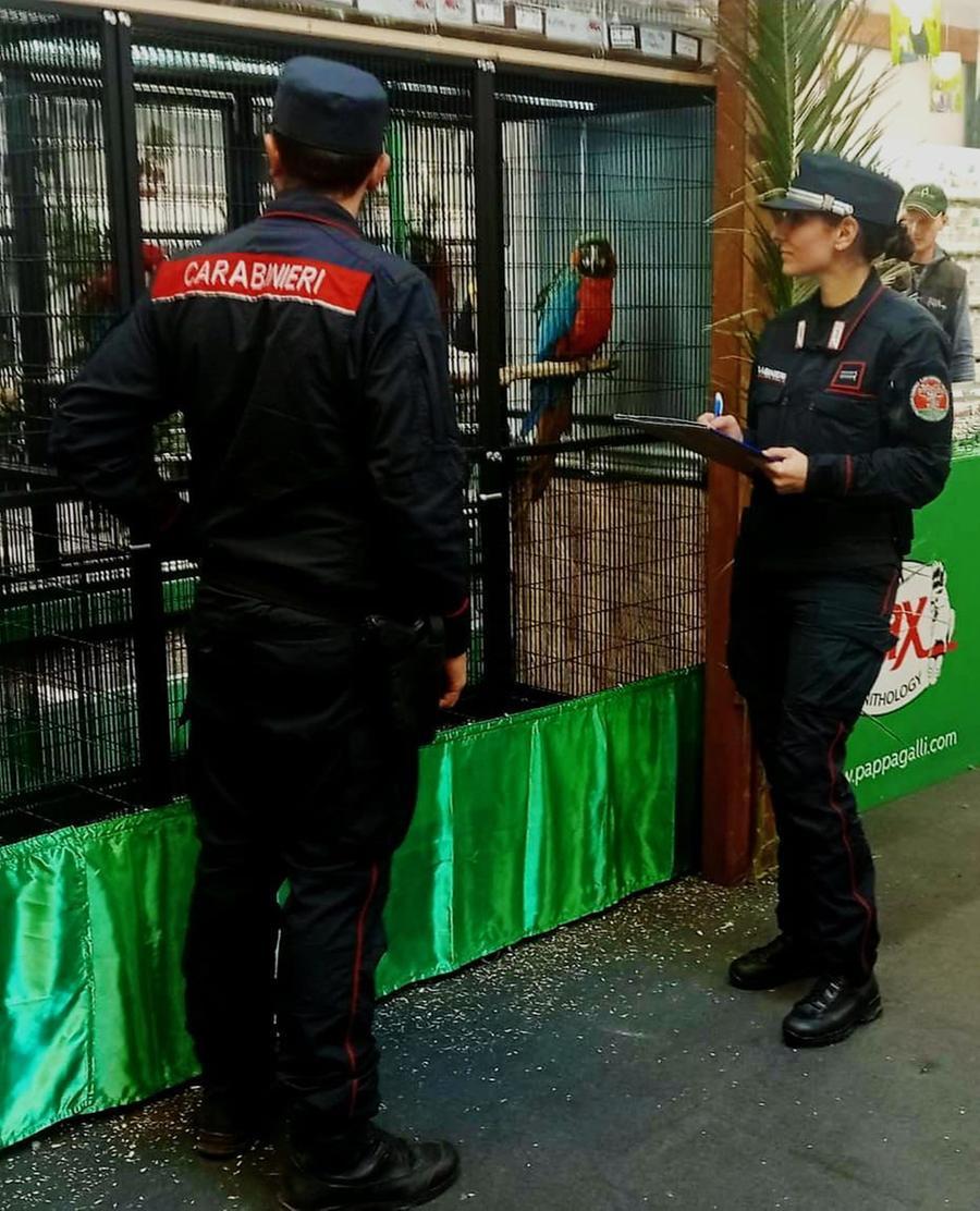 Modena, cerca di rubare esemplari di uccelli dal valore di 1500 euro: preso dai carabinieri